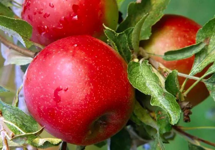 Gravenstein apples hanging on a tree