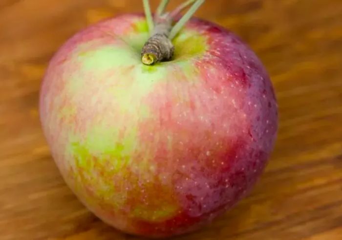 One Macoun apple with stem attached