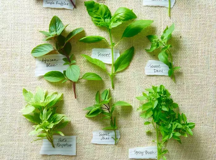 Various basil types with labels on burlap fabric