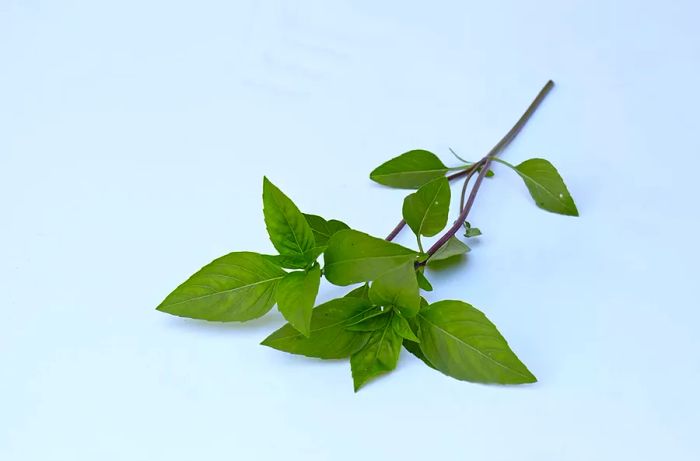 Thai Basil Leaves on Stem Against Blue/White Background