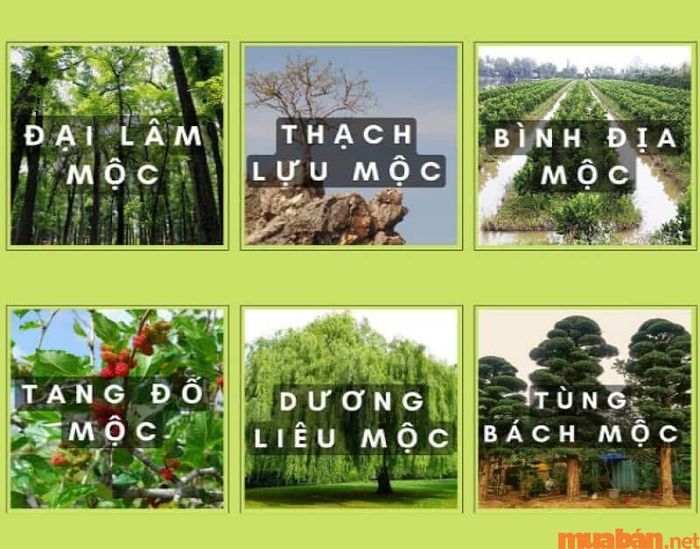 Những người thuộc cung Cấn có thể mang mệnh Mộc, với các nạp âm tương ứng như sau: