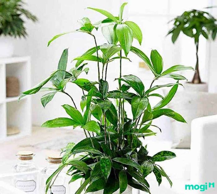 Cách chăm sóc cây trúc nhật đúng cách