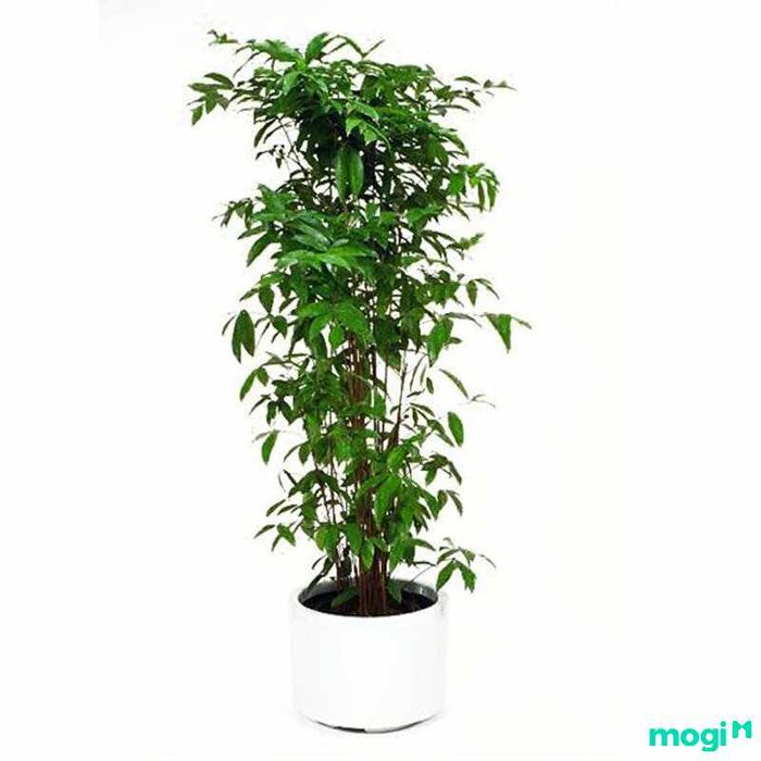 Cây Trúc Nhật Hợp Mệnh Gì?
