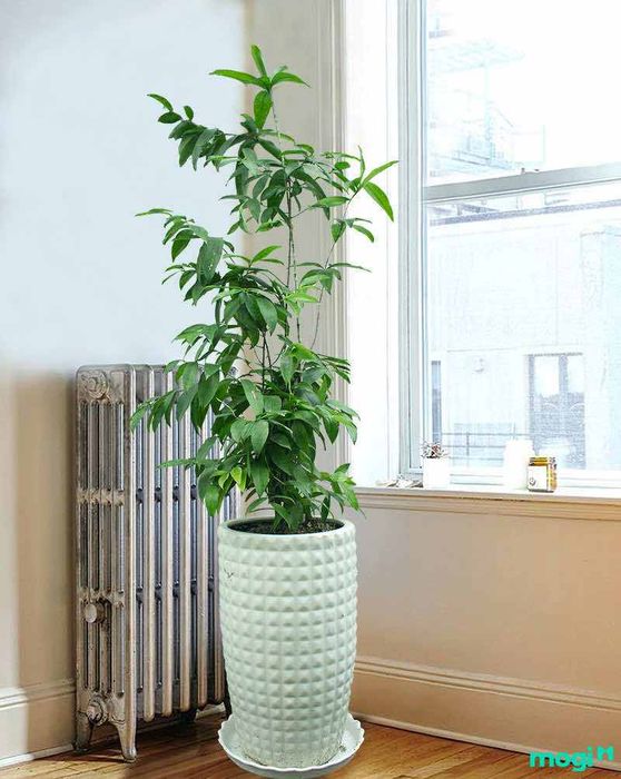 Đặc Điểm Hình Thái Cây Trúc Nhật