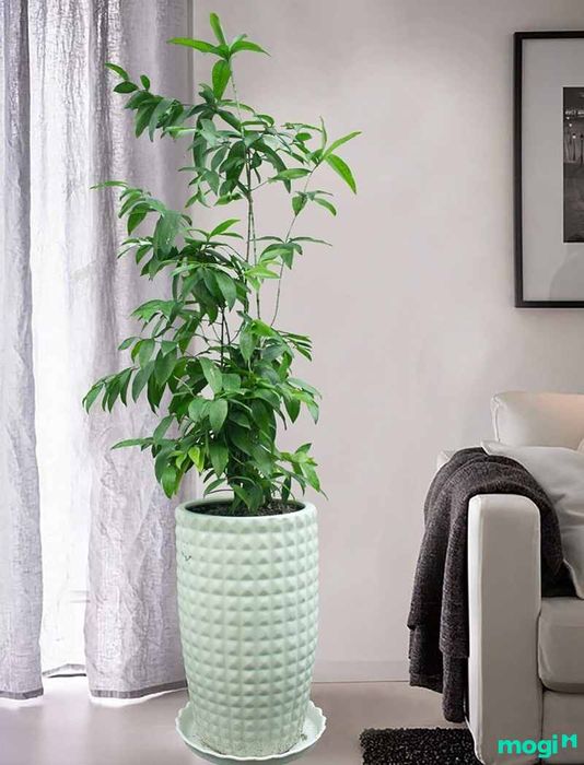 Lợi Ích Của Cây Trúc Nhật
