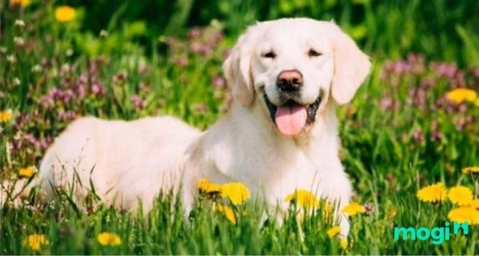 Nữ giới sinh vào giờ Tuất