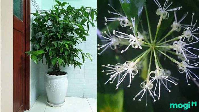 Đặc Điểm Sinh Thái Cây Trúc Nhật