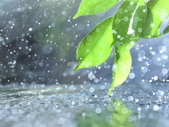 Tiết Vũ Thủy bắt đầu vào khoảng 18 hoặc 19 tháng 2 dương lịch.