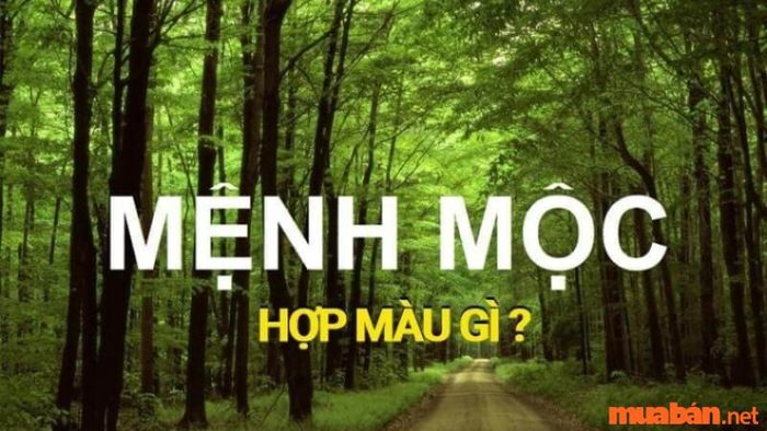 Màu sắc hợp với mệnh Mộc