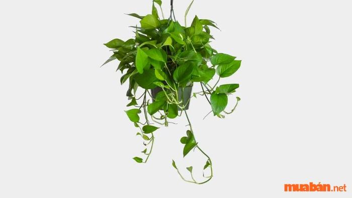 Cây trầu bà lá xanh