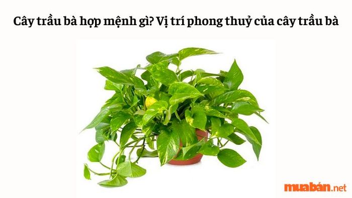 Cây trầu bà hợp mệnh gì? Vị trí phong thủy của cây trầu bà