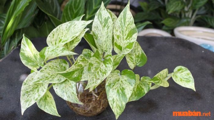 Cây trầu bà màu sữa