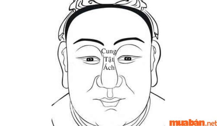 Vị trí của cung Tật Ách trong cơ thể được xác định rõ ràng