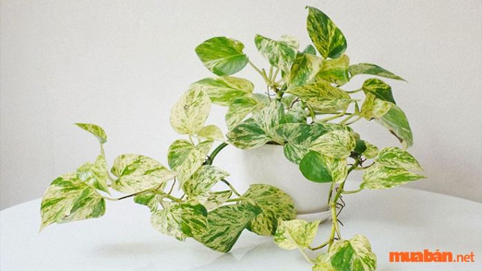 Cây trầu bà cẩm thạch