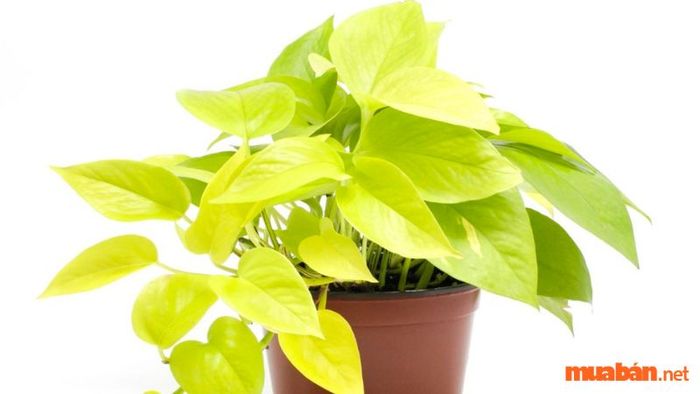 Cây trầu bà lá vàng