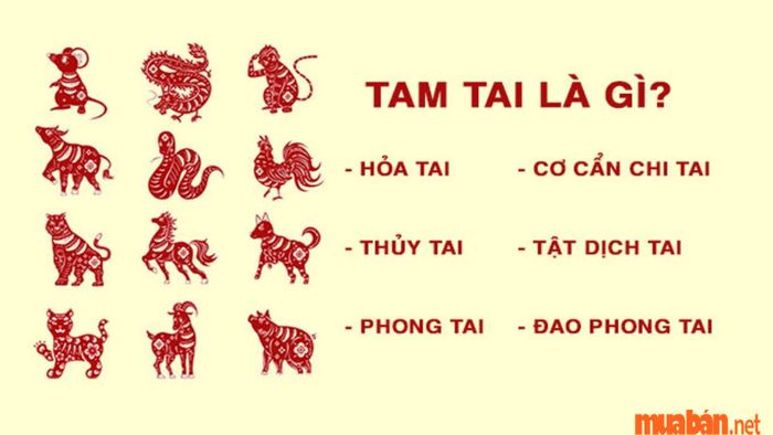 Bính Tuất 2006 mệnh gì? Hãy cùng tìm hiểu về sự phân loại các năm Tam Tai của tuổi Bính Tuất.
