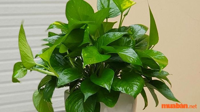 Ý nghĩa của cây trầu bà