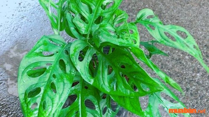 Cây trầu bà dạng cửa sổ