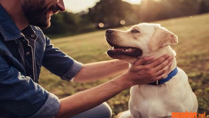 2006 mệnh gì? Nam Bính Tuất là những chàng trai có tính kỷ luật và nguyên tắc vững chắc.