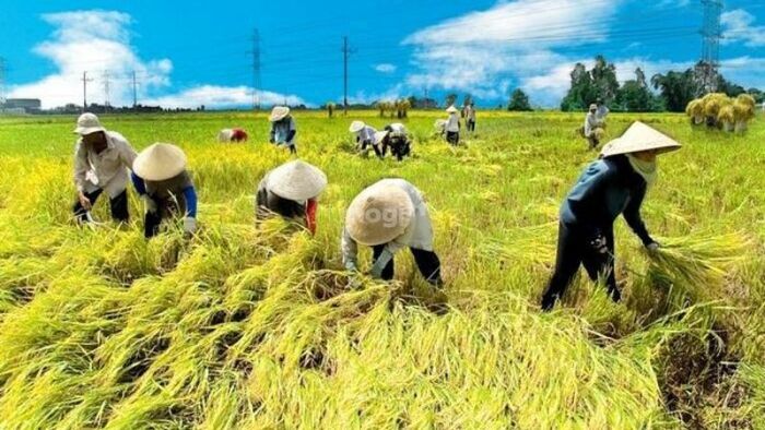 Đất trồng lúa là gì?