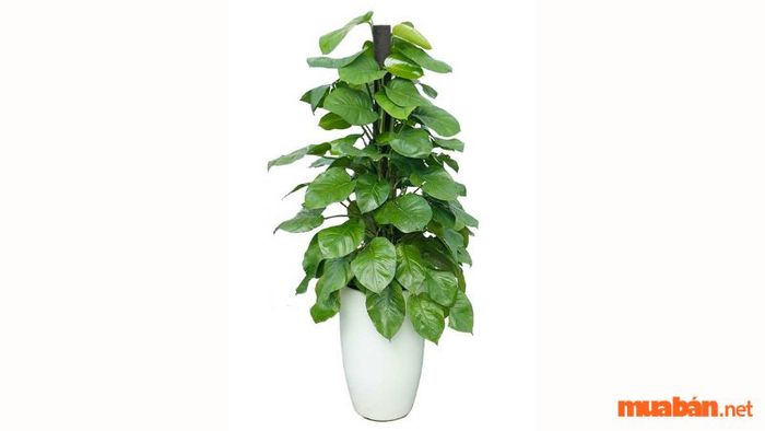 Cây trầu bà phù hợp với tuổi nào?