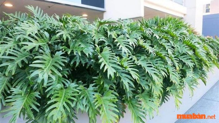 Cây trầu bà có lá hình chân vịt