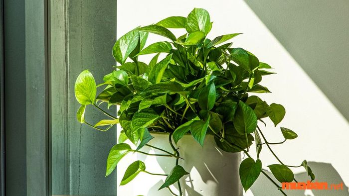 Vị trí phong thuỷ đặt cây trầu bà để thu hút tài lộc