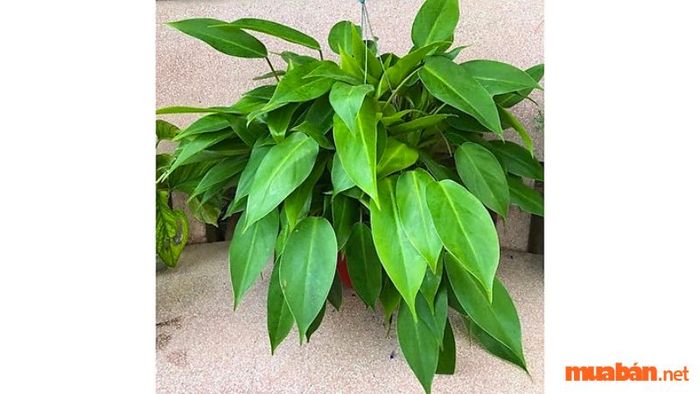 Cây trầu bà tỷ phú