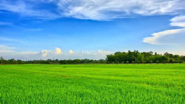 Chế độ sử dụng đất trồng lúa là gì?