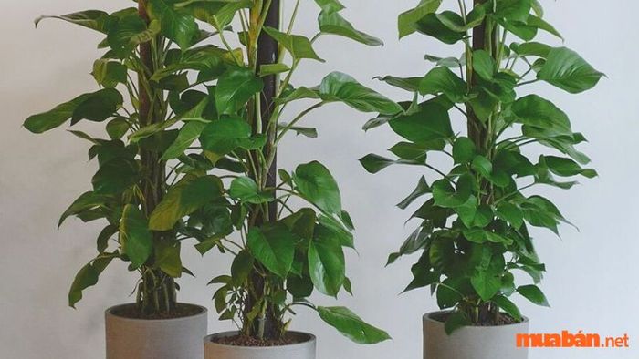 Cây trầu bà dạng xanh leo