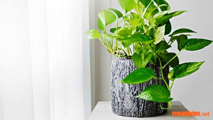 Cây trầu bà chân rít lá đốm