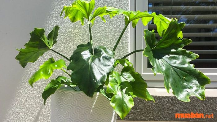 Cây trầu bà thanh xuân