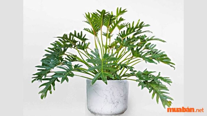 Cây trầu bà giống Pháp