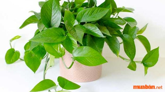 Hướng dẫn trồng và chăm sóc cây trầu bà