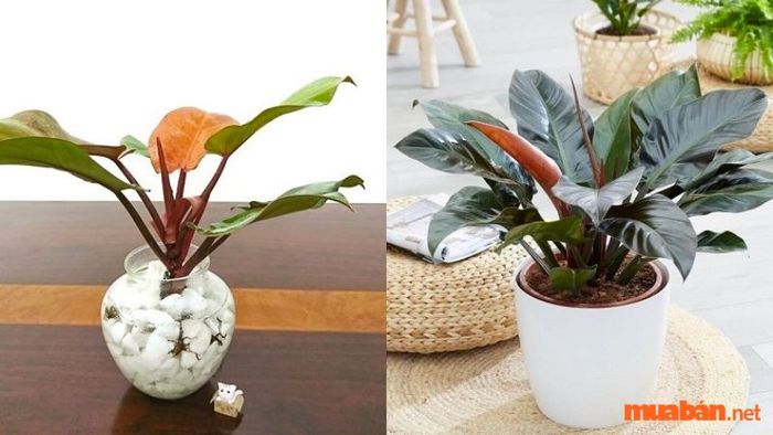 Cây trầu bà đế vương