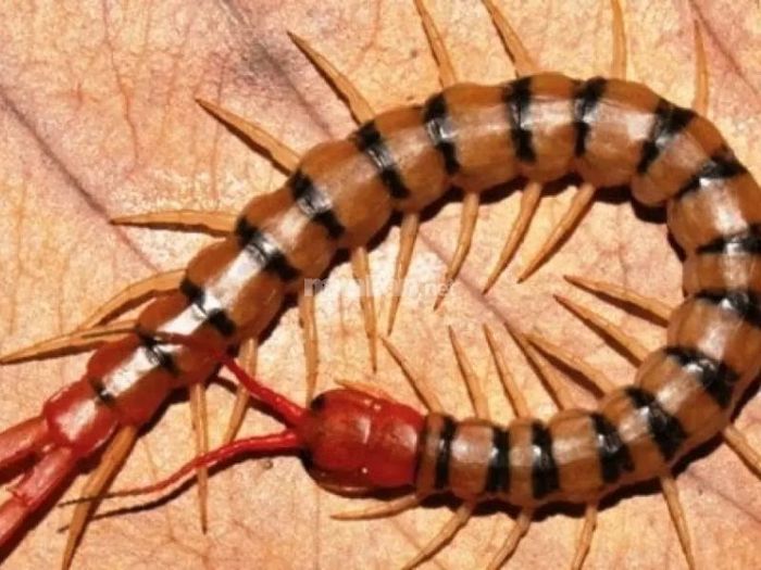 Mơ thấy con rết khổng lồ