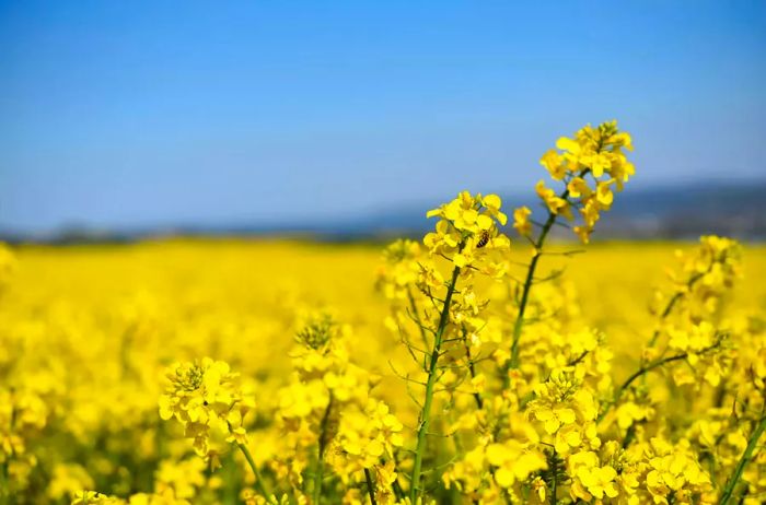 A field of vibrant yellow rapeseed flowers in full bloom.