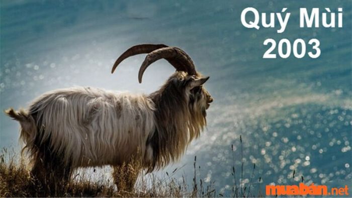 Bình giải Tử vi Quý Mùi 2003 nam mạng năm 2024 - Hạn tuổi