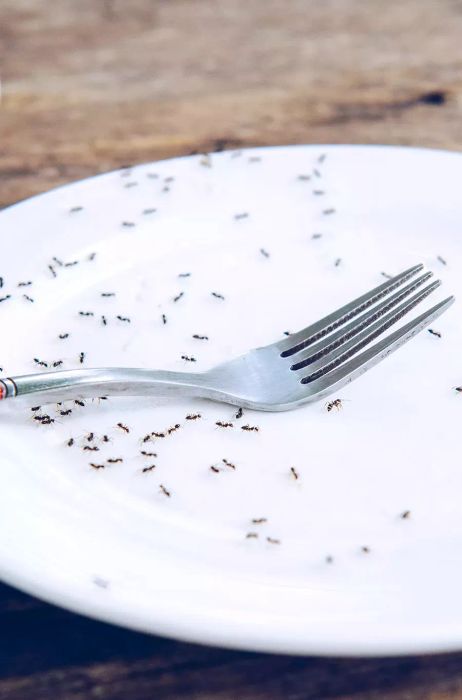 A trail of black ants crawling across an empty dish.