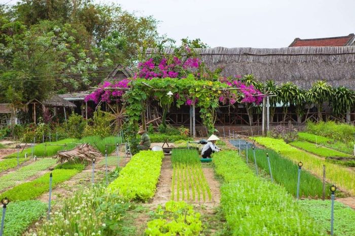 Làng rau Trà Quế