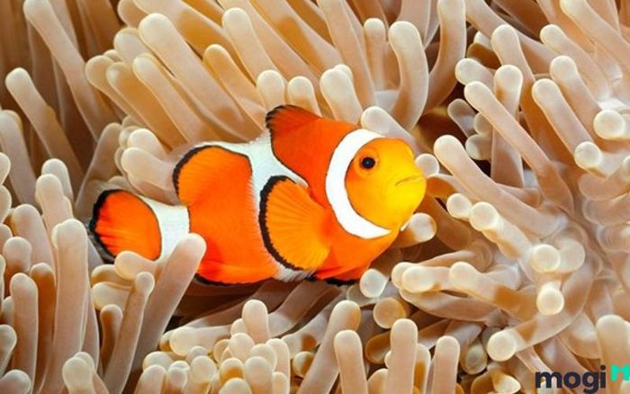 Giấc mơ thấy cá báo hiệu điềm gì?
