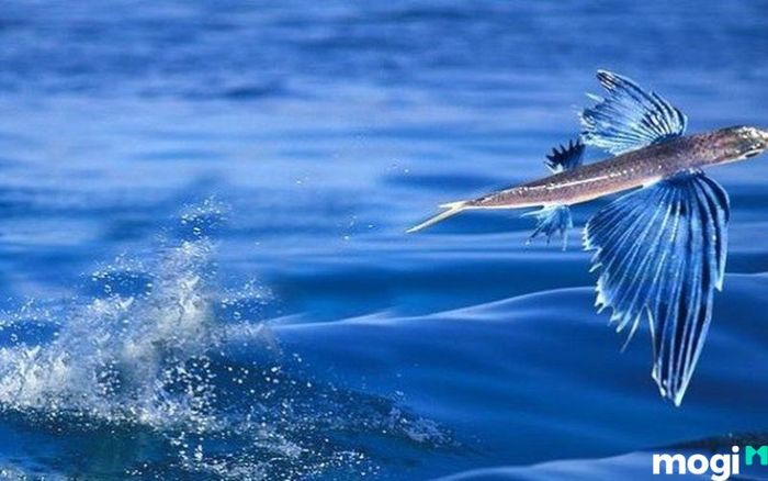 Mơ thấy cá bay khỏi mặt nước