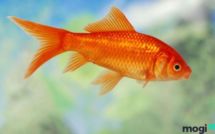 Giấc mơ thấy cá chép vàng