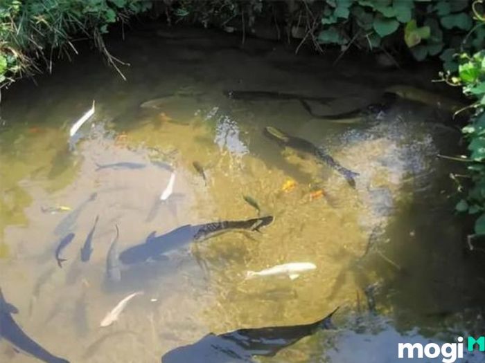 Mơ thấy ao cá mang đến những điềm báo khác nhau, phụ thuộc vào hoàn cảnh của giấc mơ.