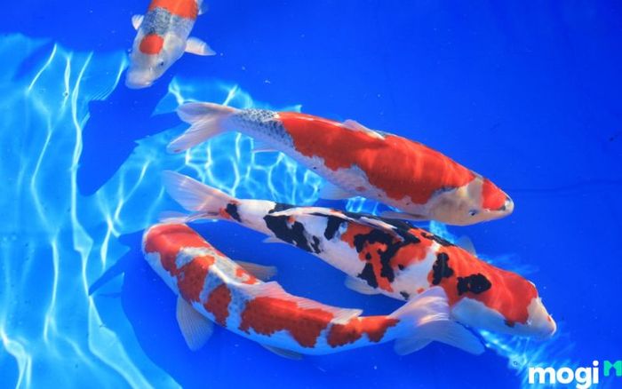 Giấc mơ thấy cá chép koi