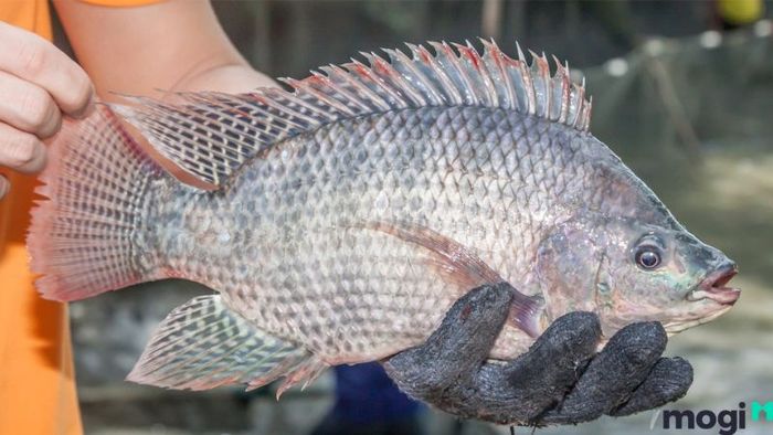 Giấc mơ về cá rô phi