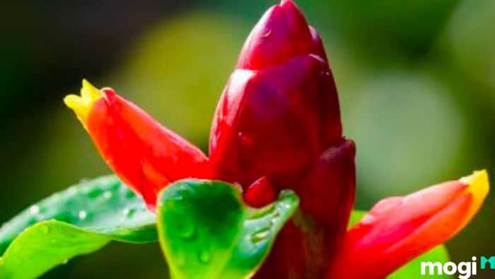 Cây Phúc Lộc Thọ