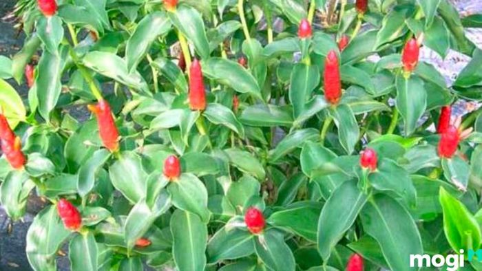 Cây Phúc Lộc Thọ