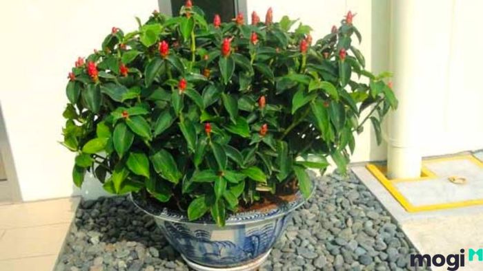 Cây Phúc Lộc Thọ