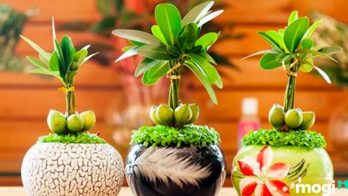 Cây Tài Lộc